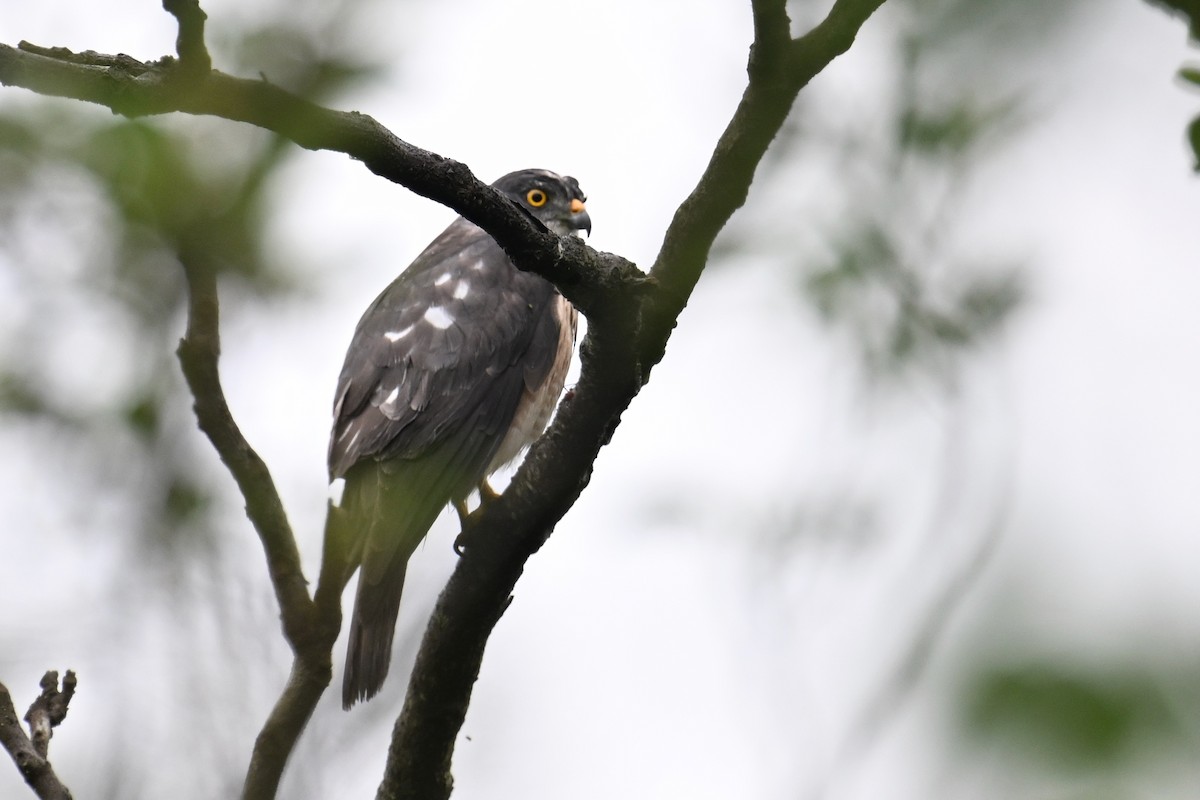 Chinese Sparrowhawk - ML618201330