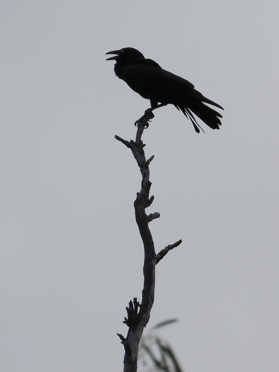 Australian Raven - ML618201333