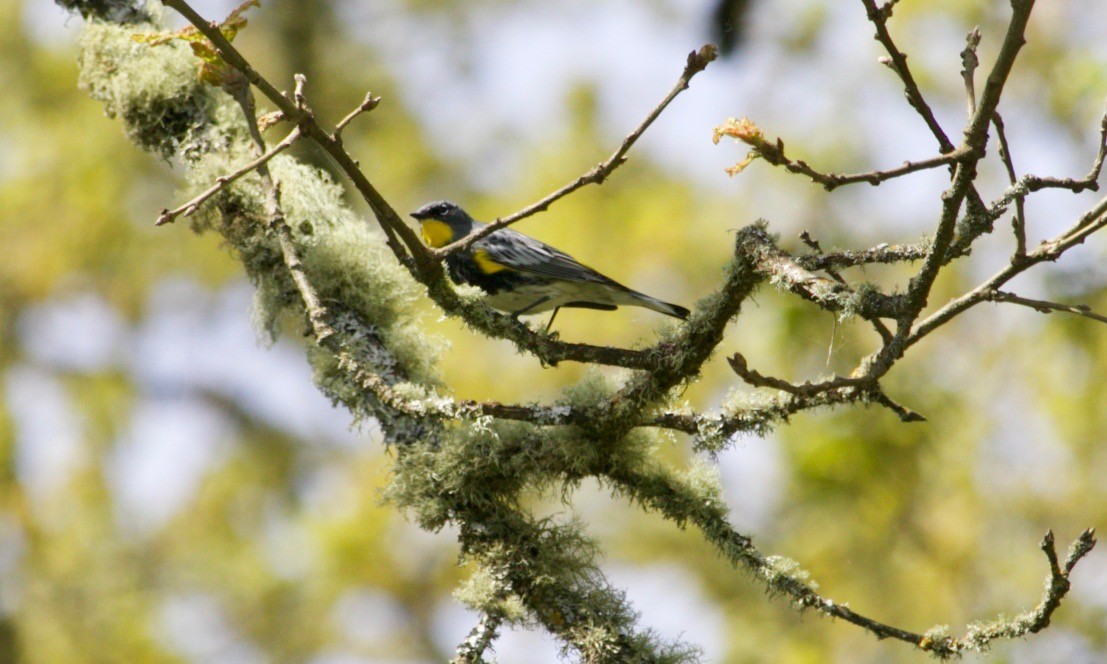 Yellow-rumped Warbler (Audubon's) - ML618201337