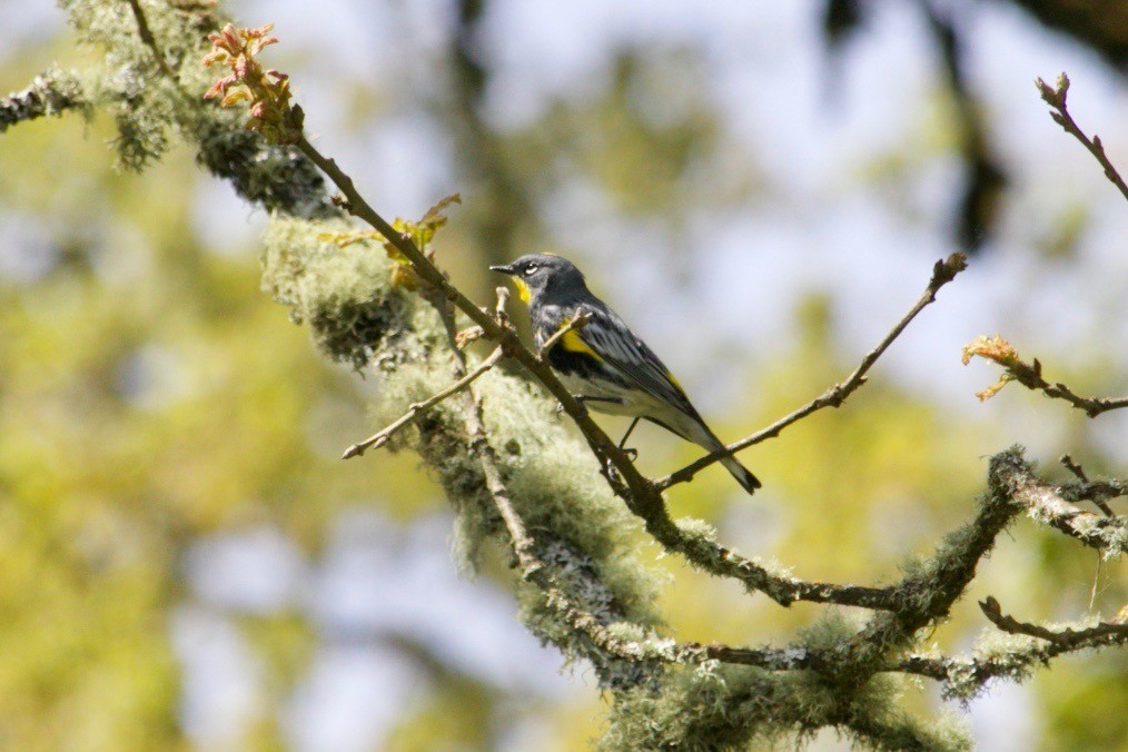 Yellow-rumped Warbler (Audubon's) - ML618201338
