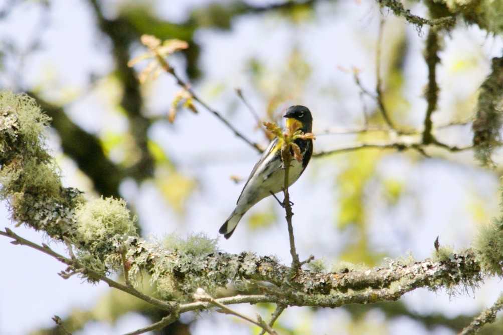 Yellow-rumped Warbler (Audubon's) - Loyan Beausoleil