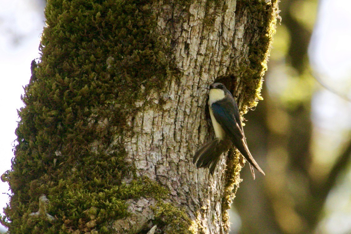 Tree Swallow - Loyan Beausoleil