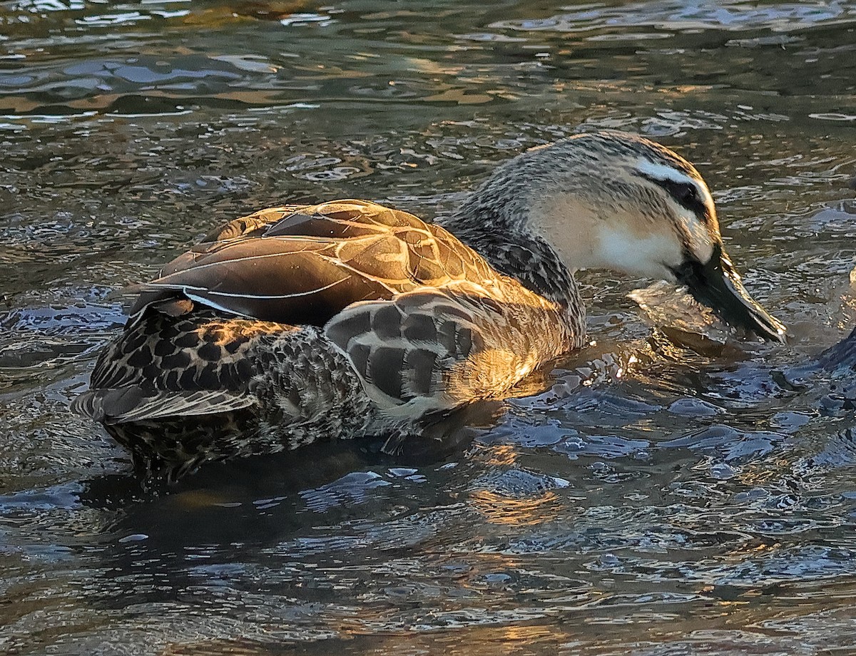 Mallard x Pacific Black Duck (hybrid) - Rex Matthews