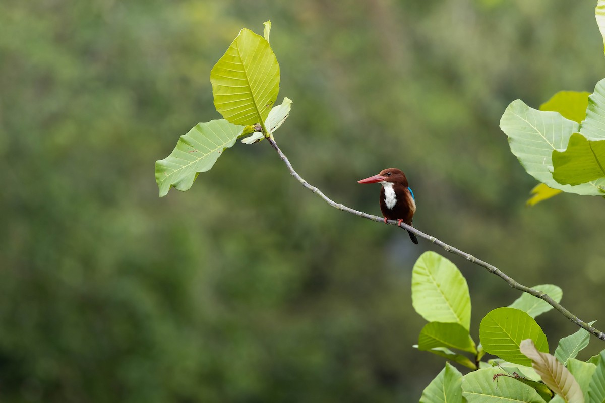 White-throated Kingfisher - Bao Shen Yap