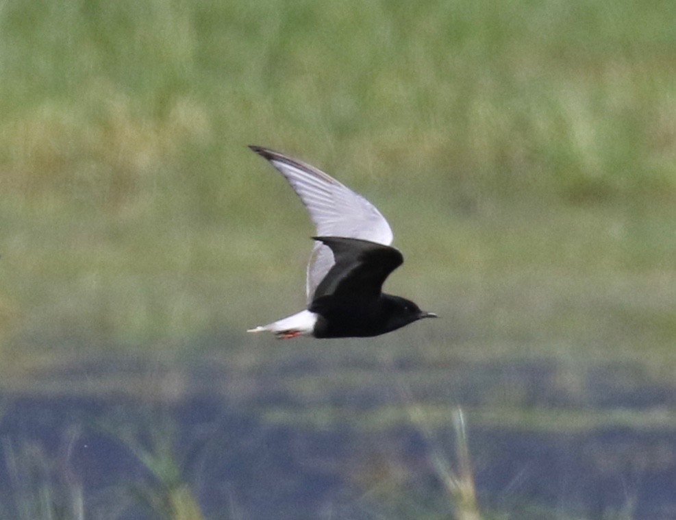 White-winged Tern - Frank Mantlik