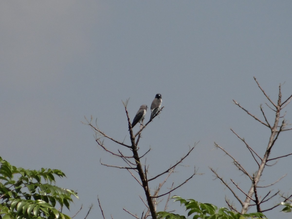 White-breasted Woodswallow - ML618201382