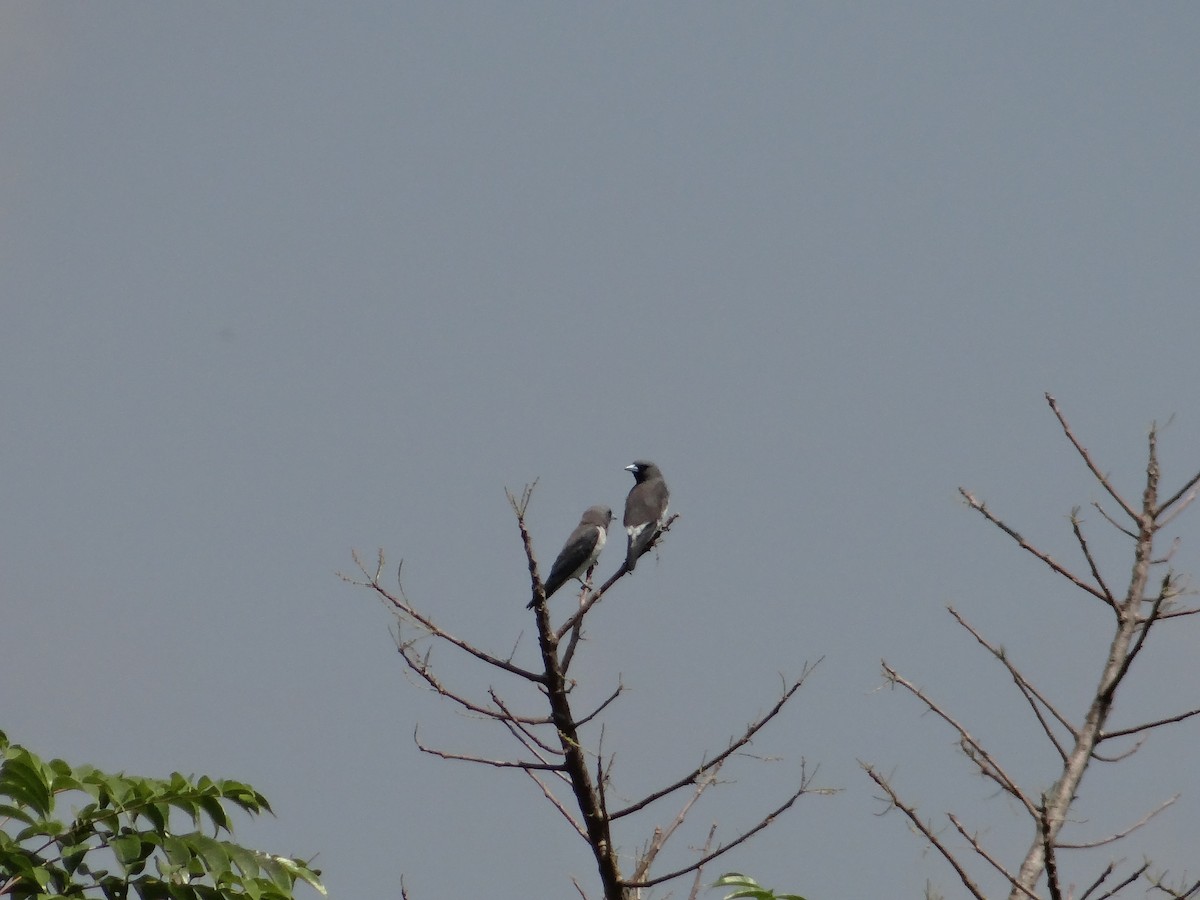 白胸燕鵙 - ML618201383