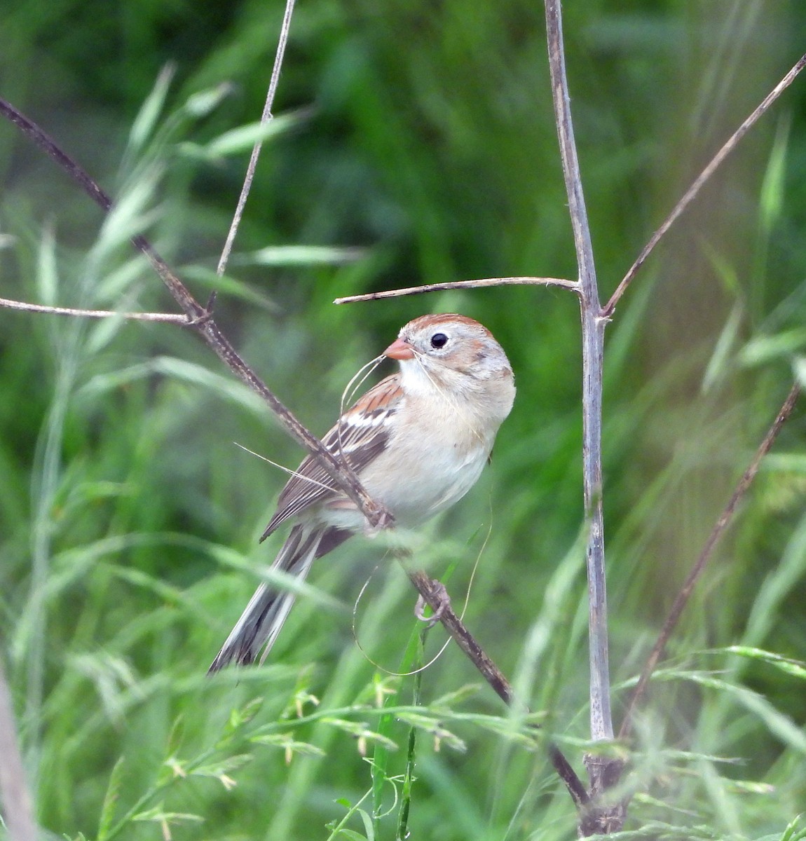 Field Sparrow - ML618201389
