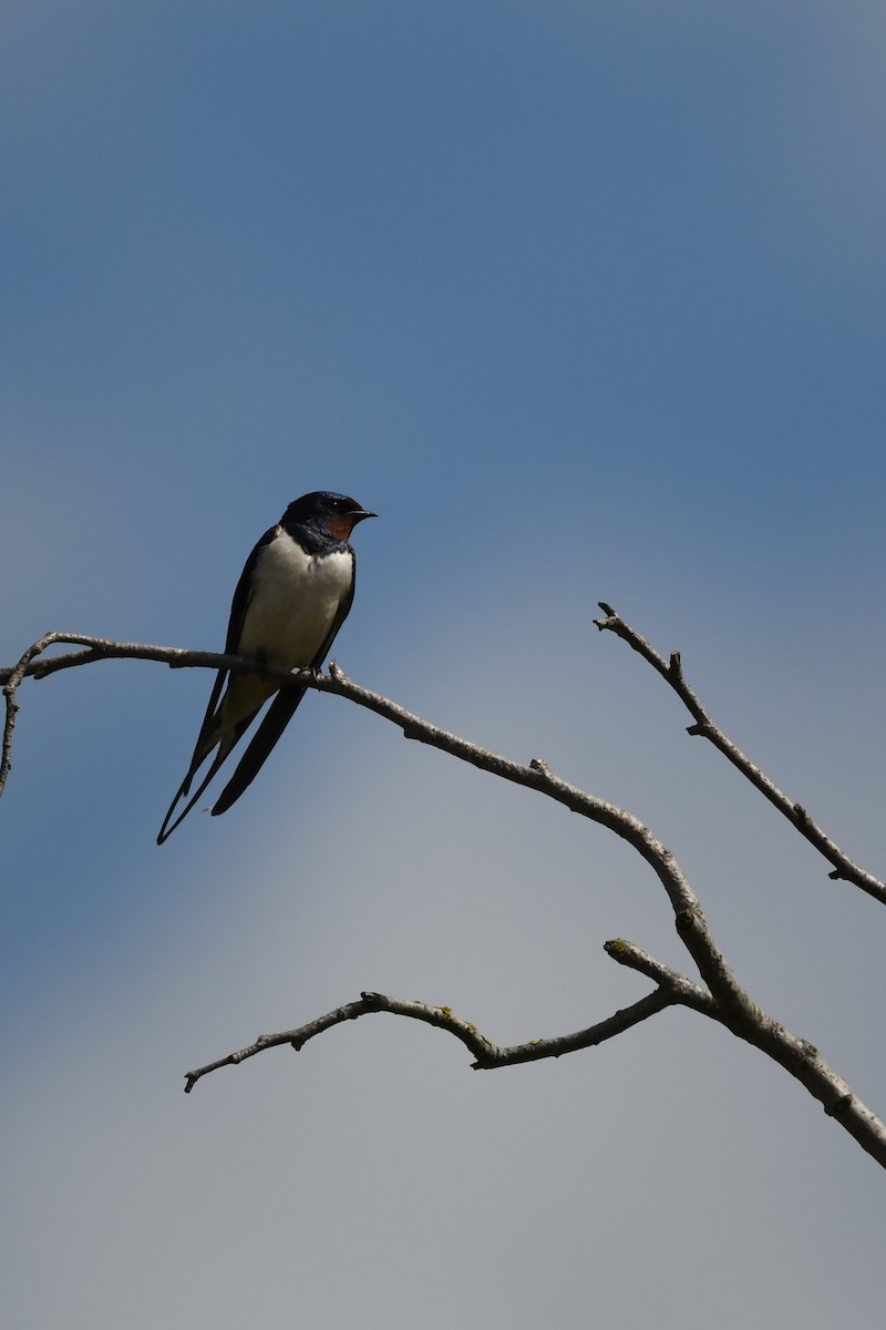 Barn Swallow - ML618201390