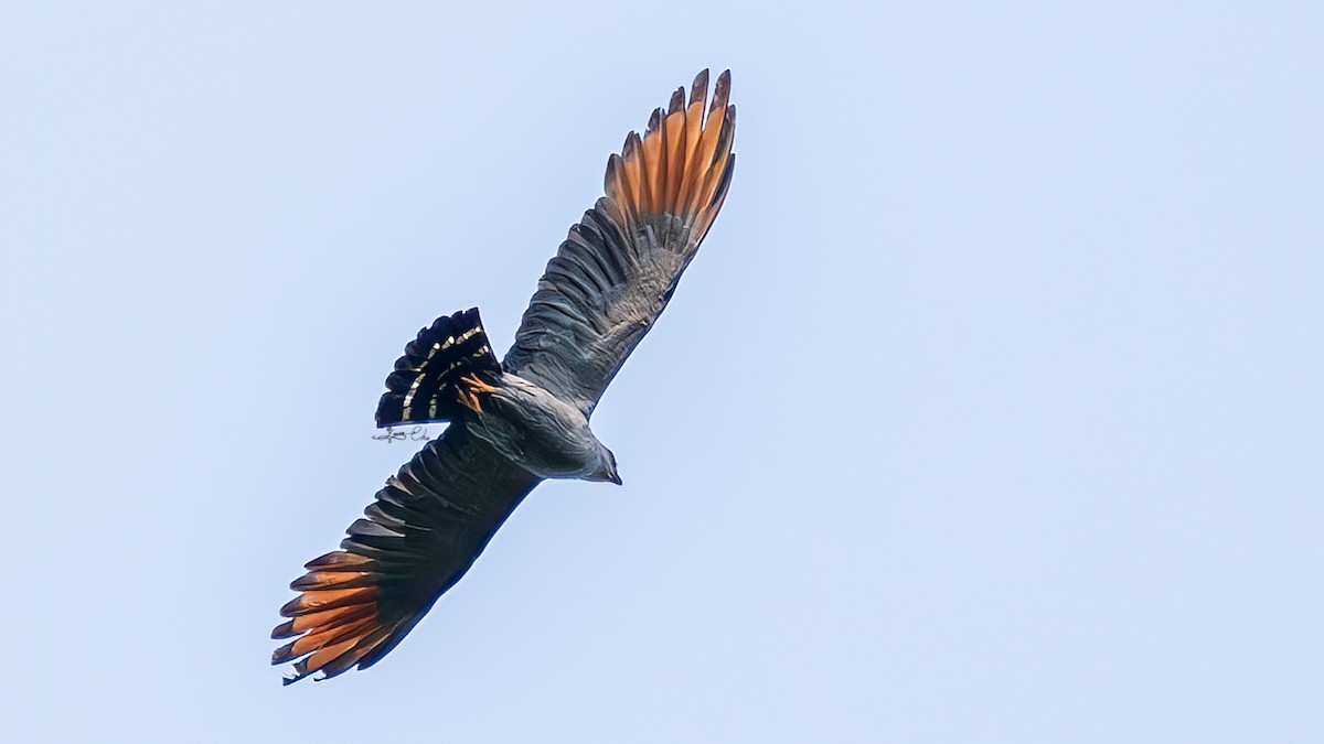 Plumbeous Kite - ML618201392