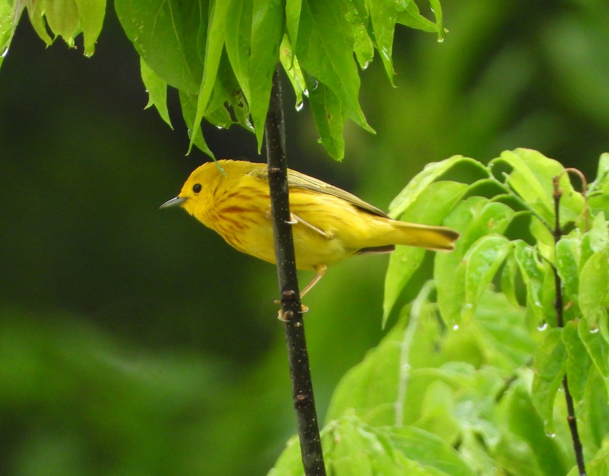 Yellow Warbler - ML618201399