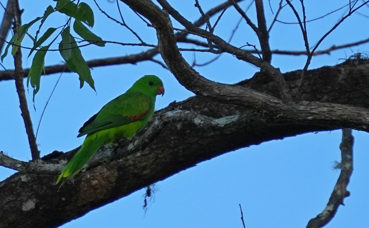Olive-shouldered Parrot - Sandy Gayasih