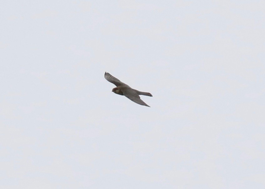 Red-footed Falcon - ML618201402