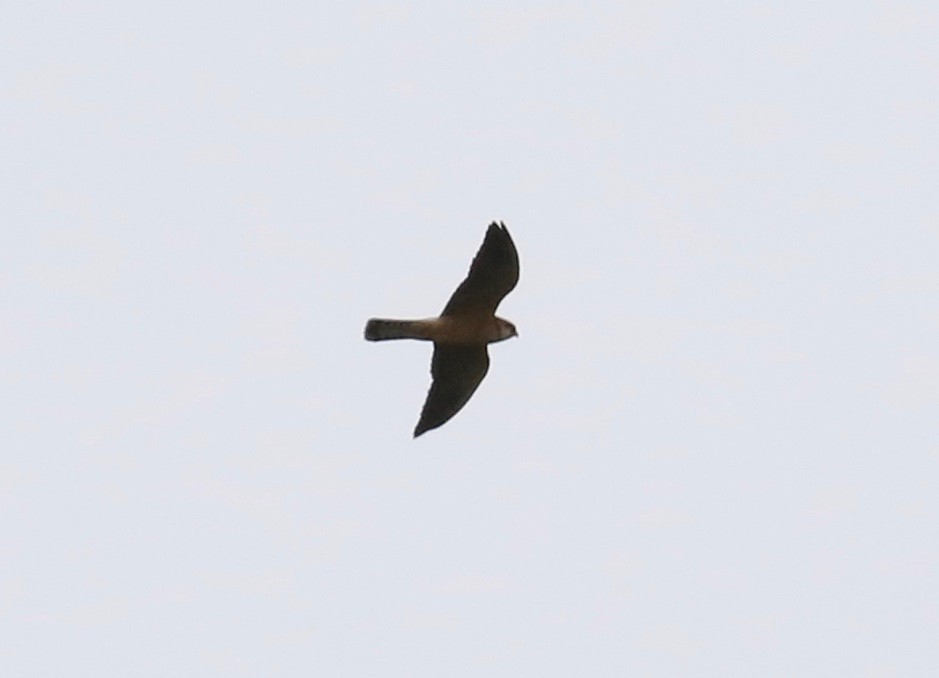 Red-footed Falcon - ML618201403