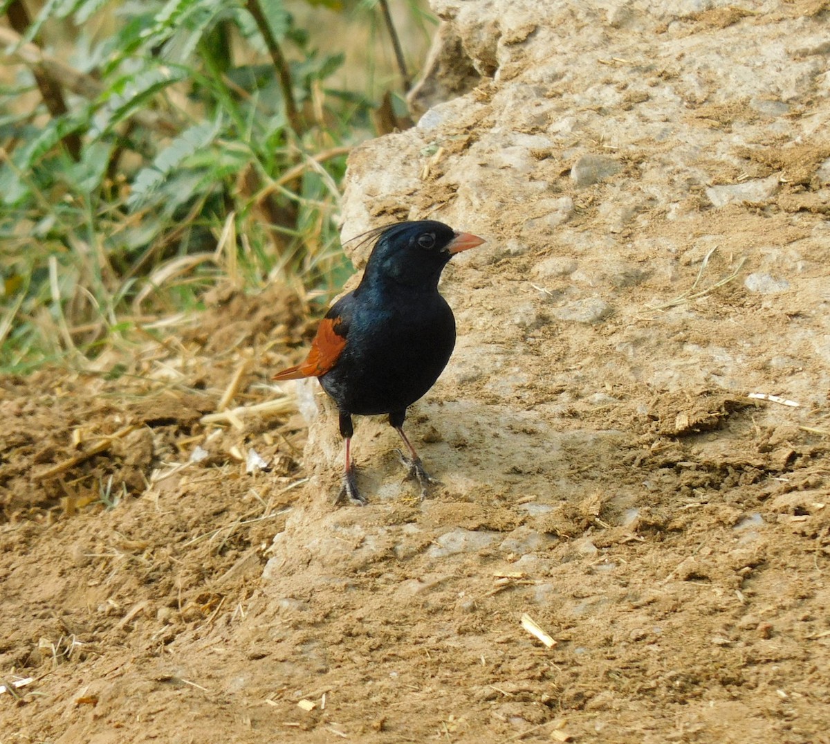 Crested Bunting - ML618201410