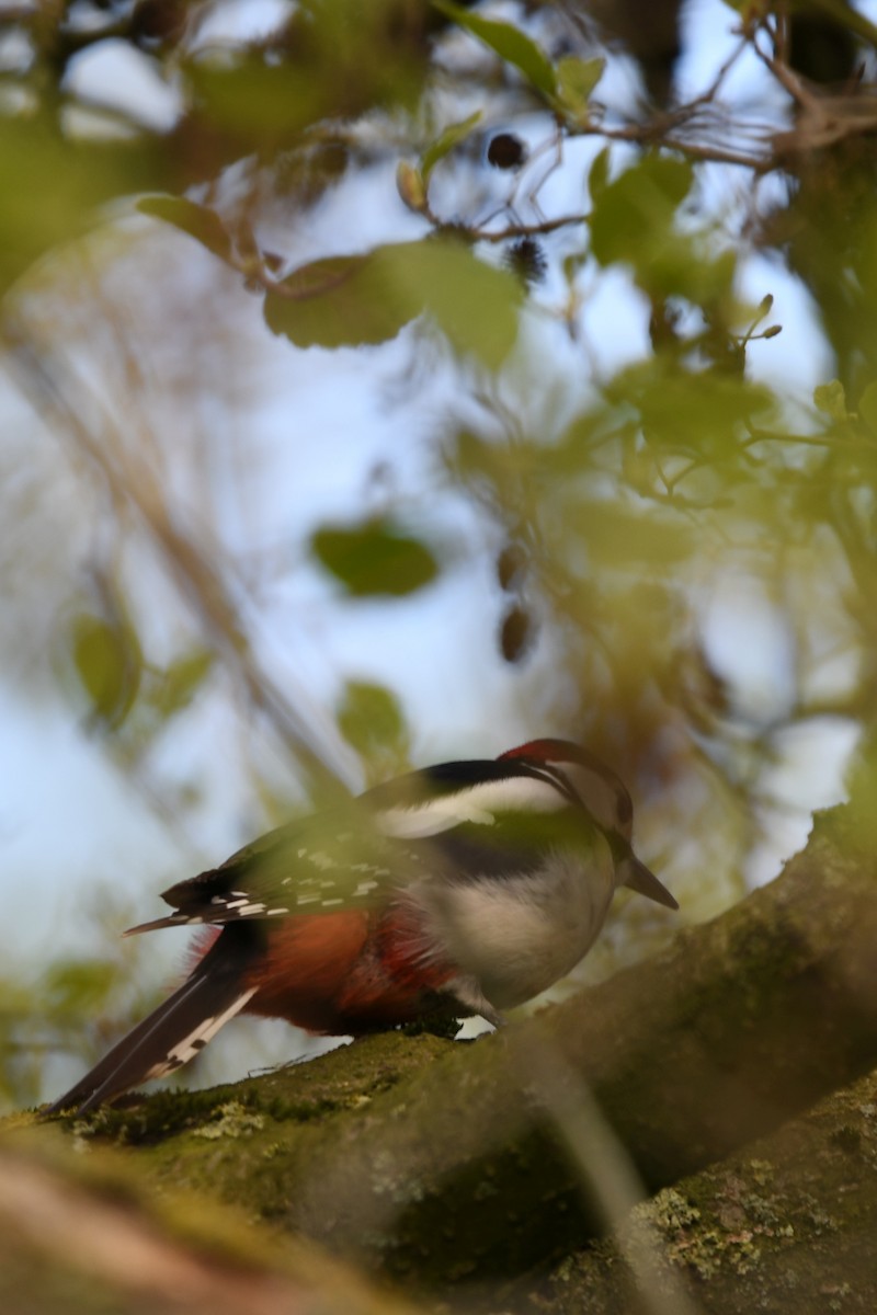 Great Spotted Woodpecker - ML618201421