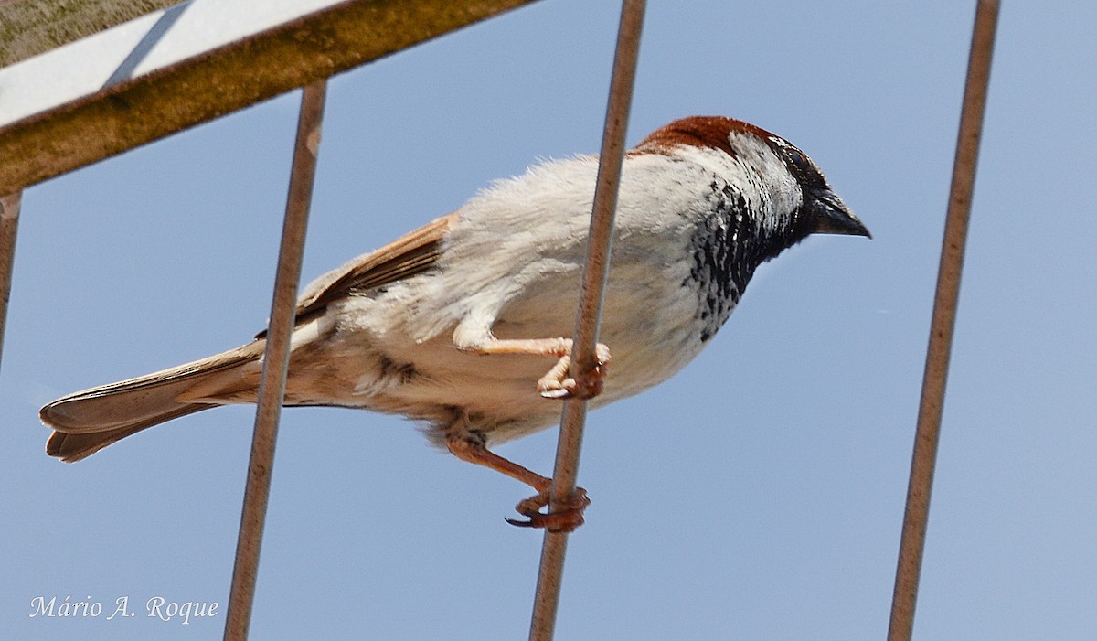 House Sparrow - Mário Roque