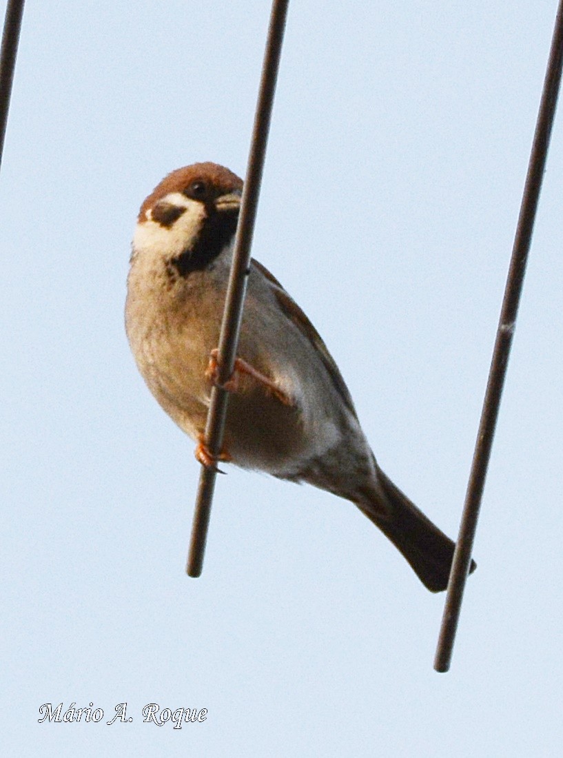 Eurasian Tree Sparrow - Mário Roque