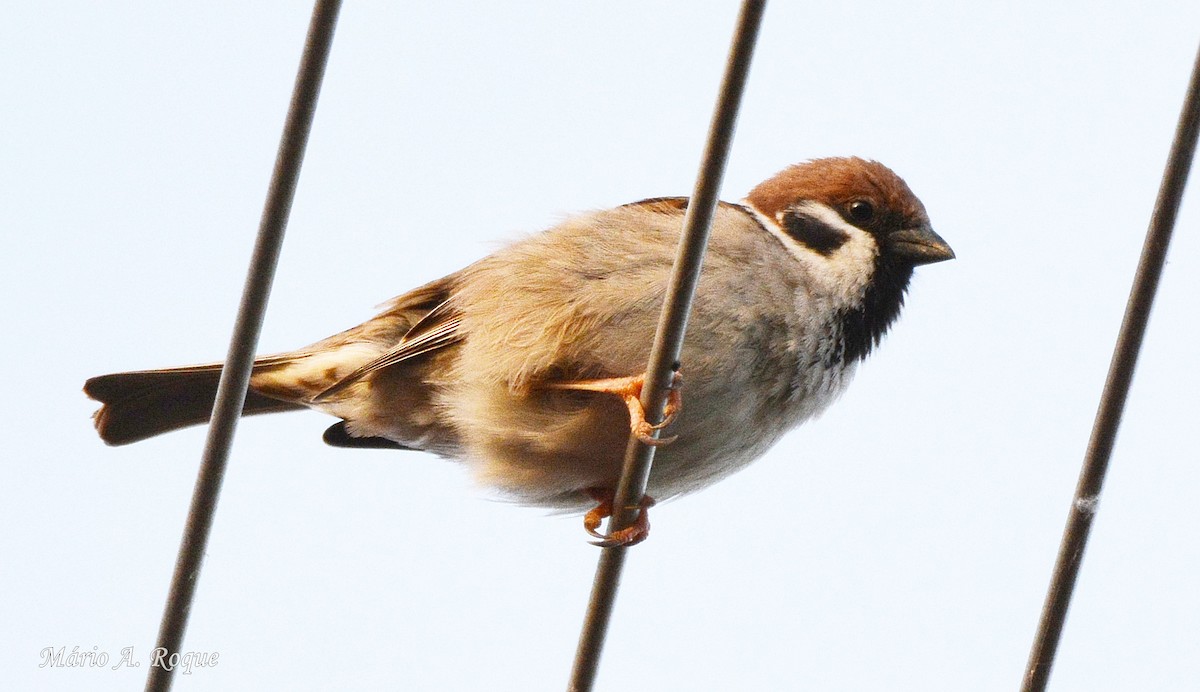 Eurasian Tree Sparrow - Mário Roque