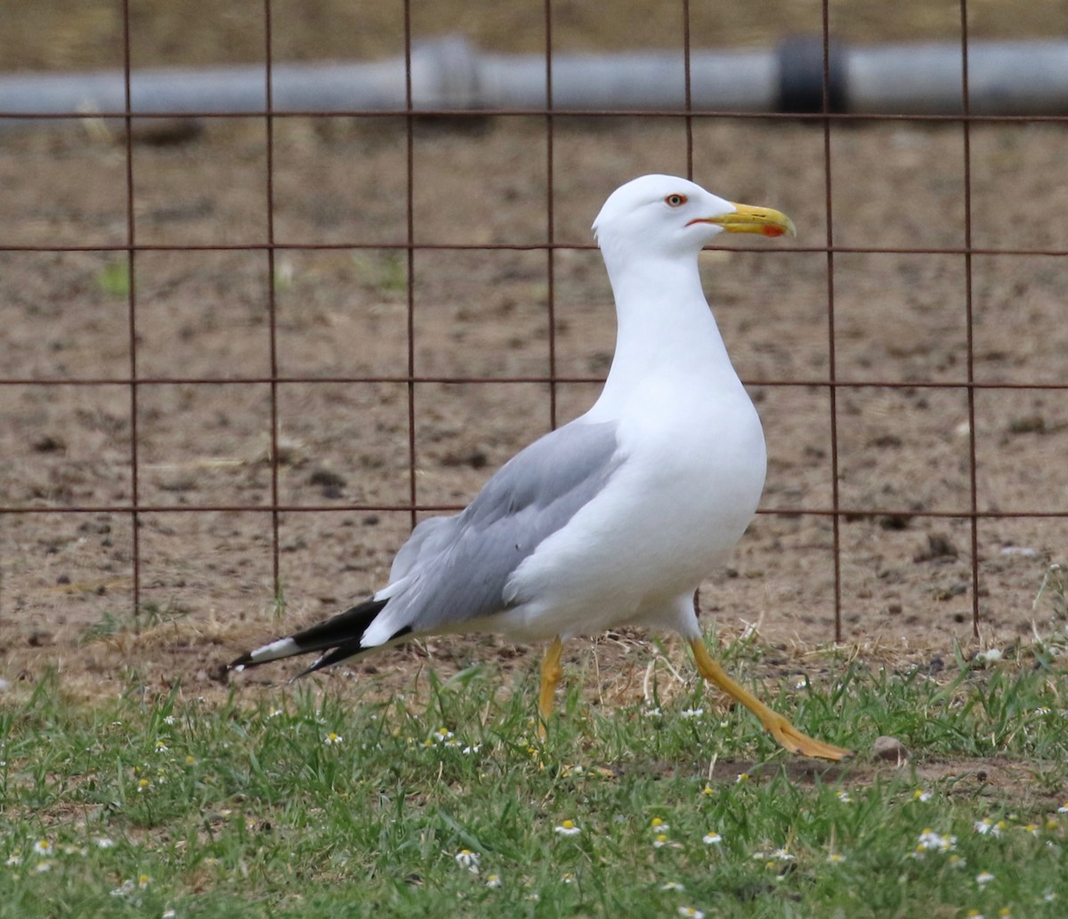Yellow-legged Gull - Frank Mantlik