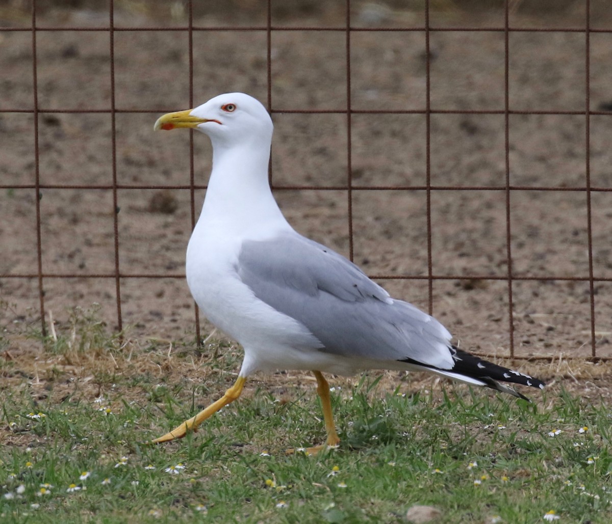 Yellow-legged Gull - Frank Mantlik