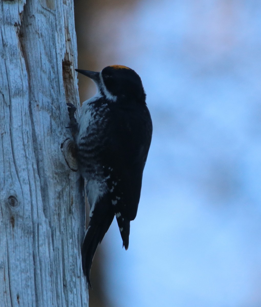 Black-backed Woodpecker - ML618201489