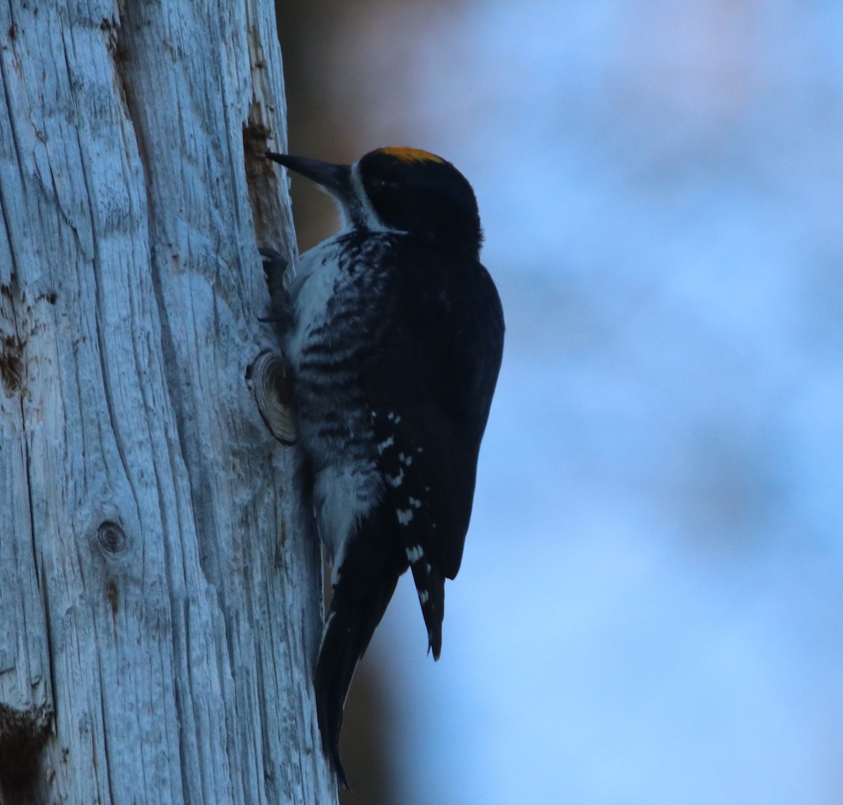 Black-backed Woodpecker - ML618201490