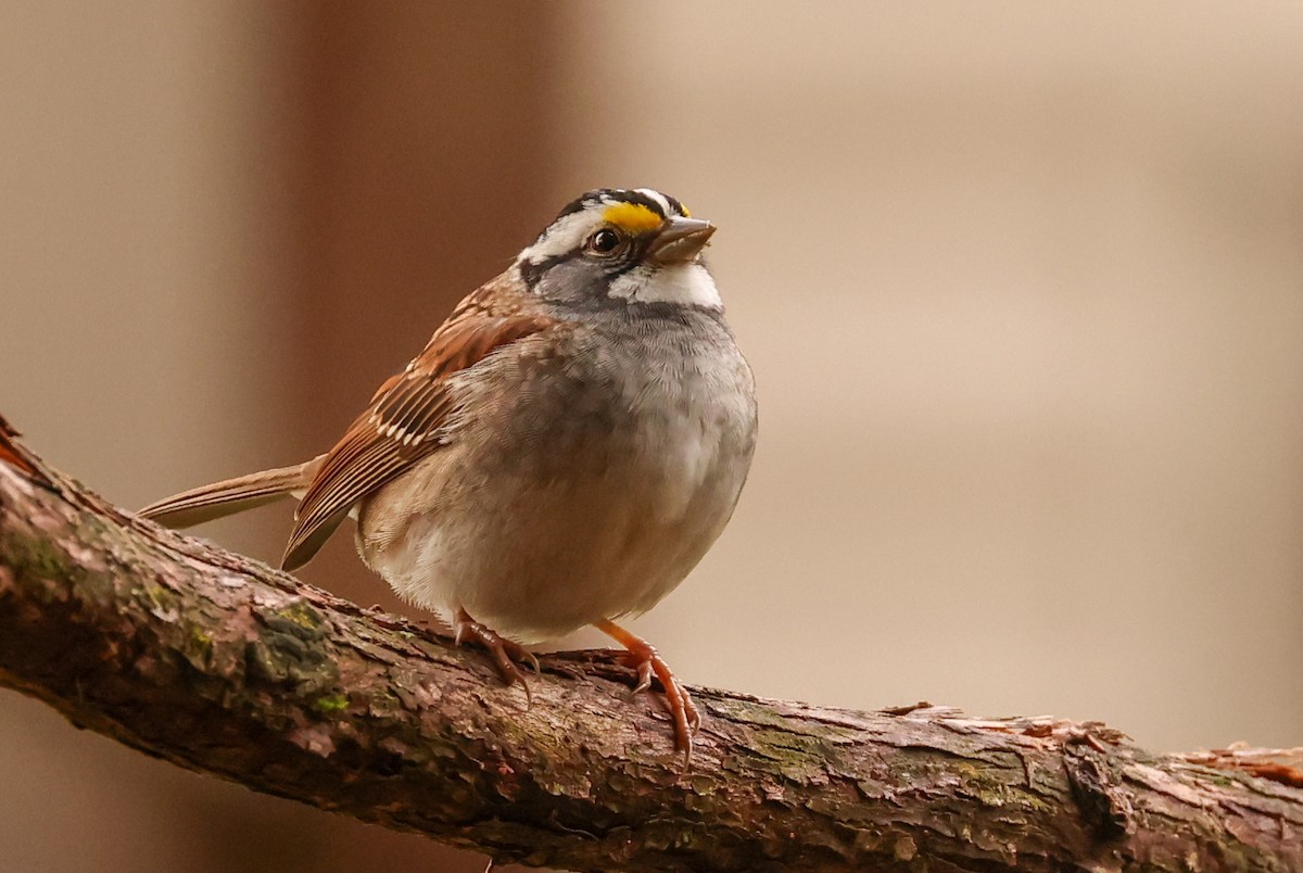 White-throated Sparrow - Ian Somerville