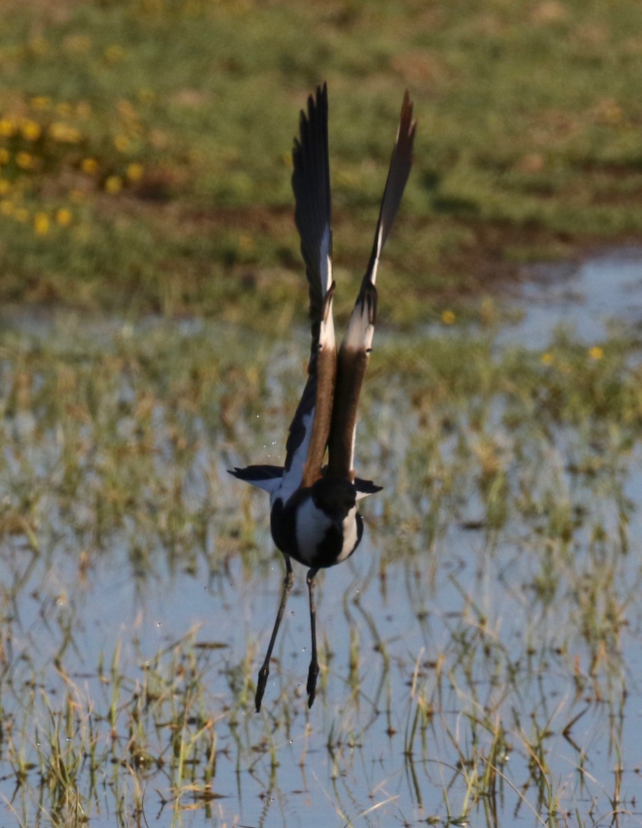 Spur-winged Lapwing - ML618201536