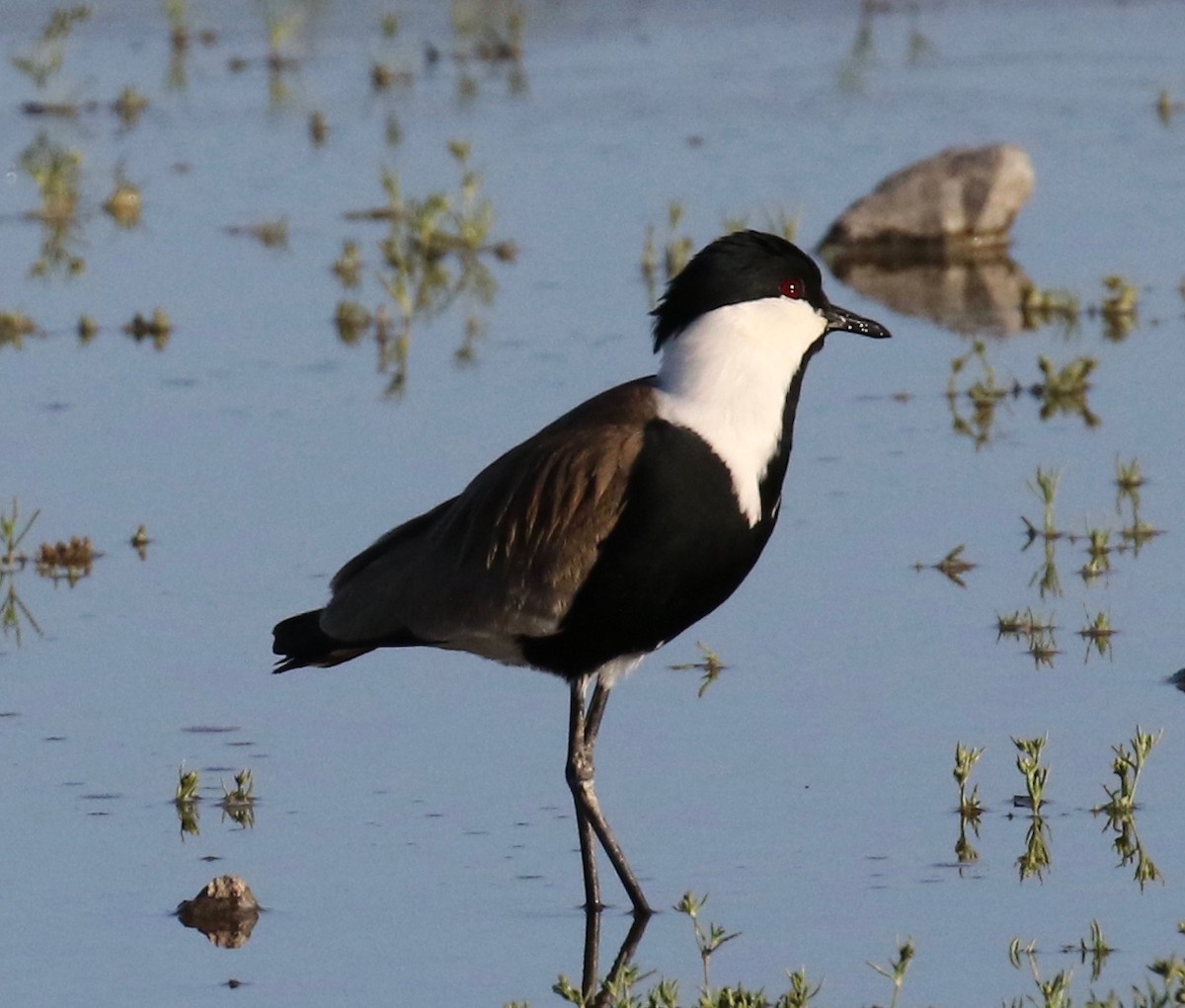 Spur-winged Lapwing - ML618201537