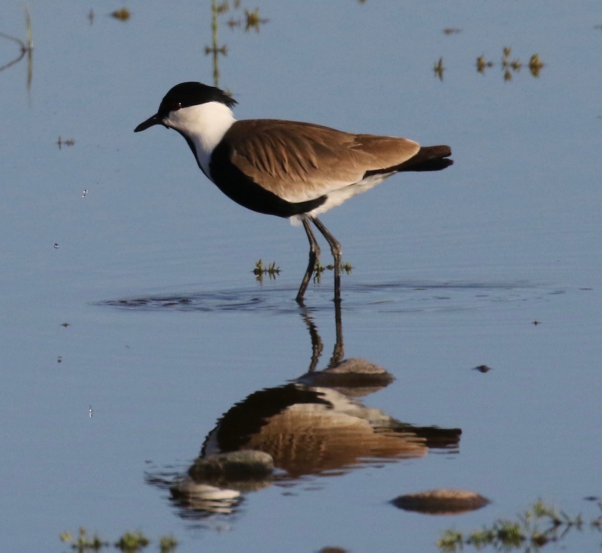 Spur-winged Lapwing - ML618201538