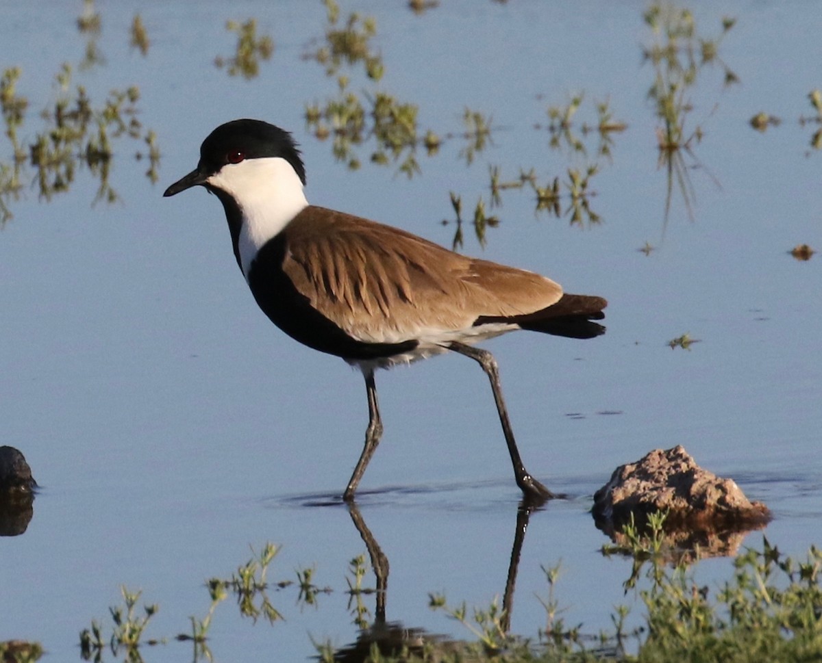 Spur-winged Lapwing - ML618201540