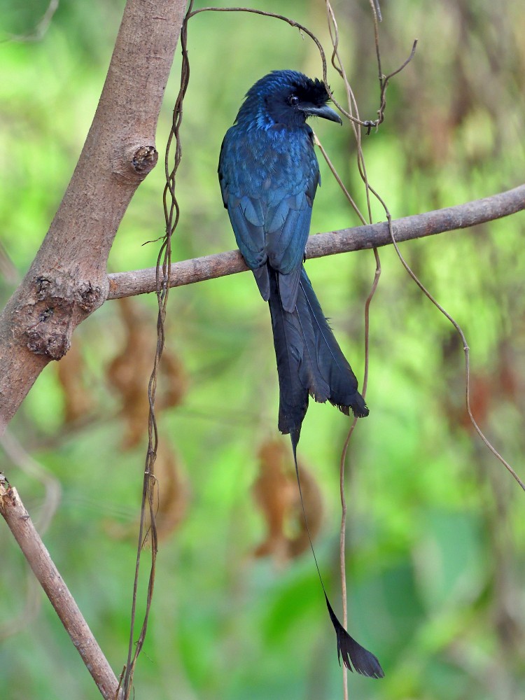 Greater Racket-tailed Drongo - Polly Kalamassery