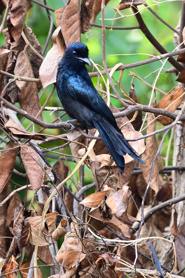 Greater Racket-tailed Drongo - ML618201639