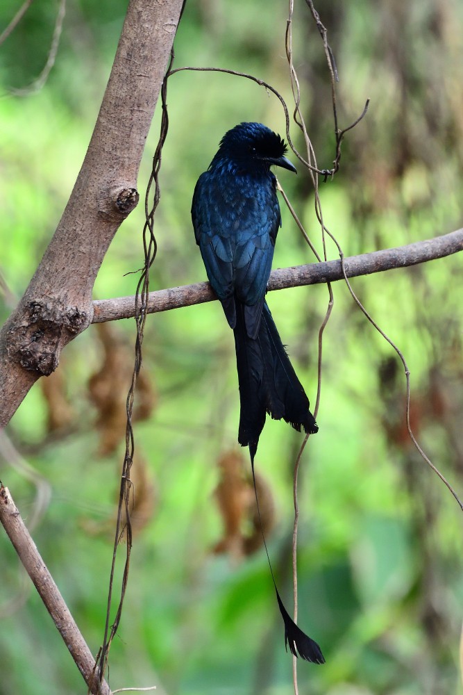 Greater Racket-tailed Drongo - ML618201640