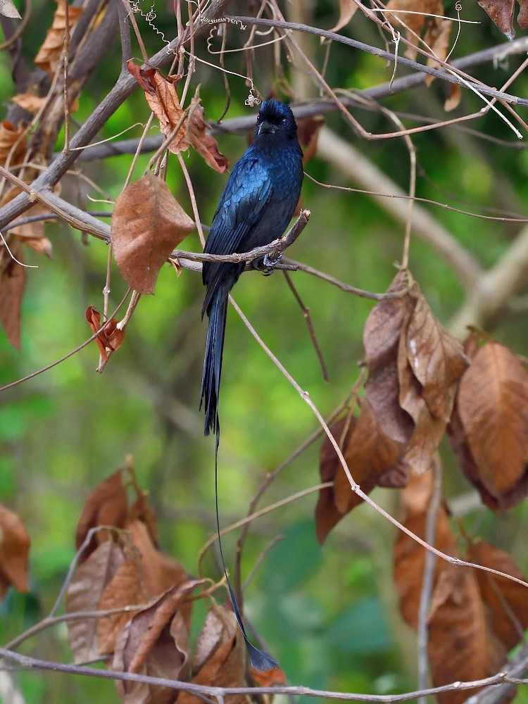 Greater Racket-tailed Drongo - Polly Kalamassery