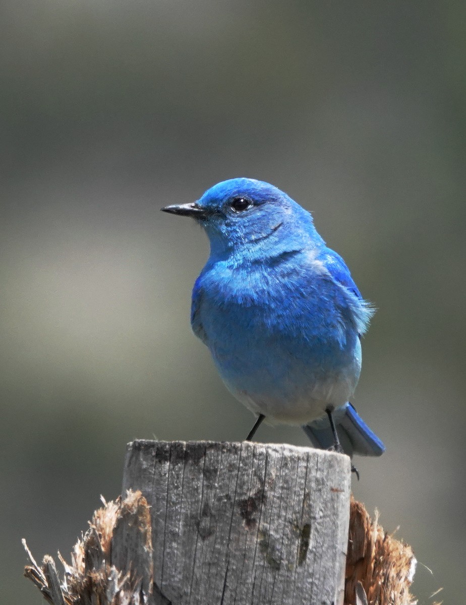 Mountain Bluebird - Cheryl Carlile