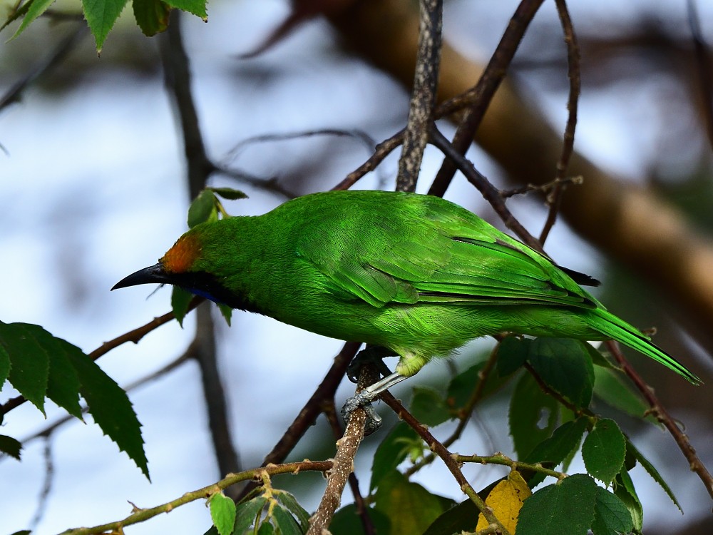 Golden-fronted Leafbird - Polly Kalamassery