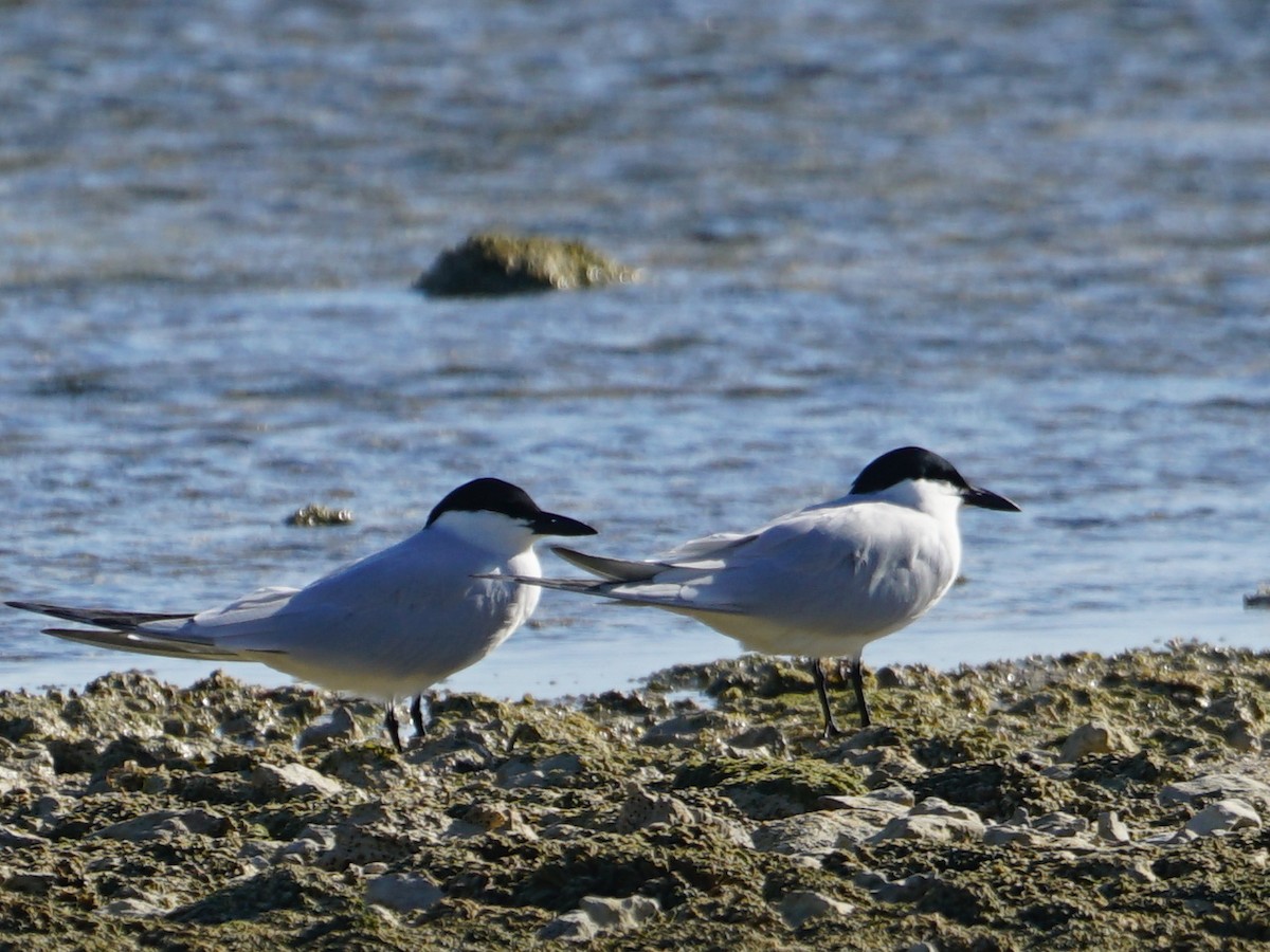 Gull-billed Tern - ML618201661