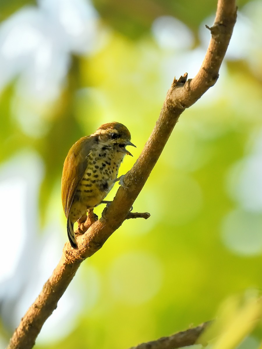 Speckled Piculet - ML618201672