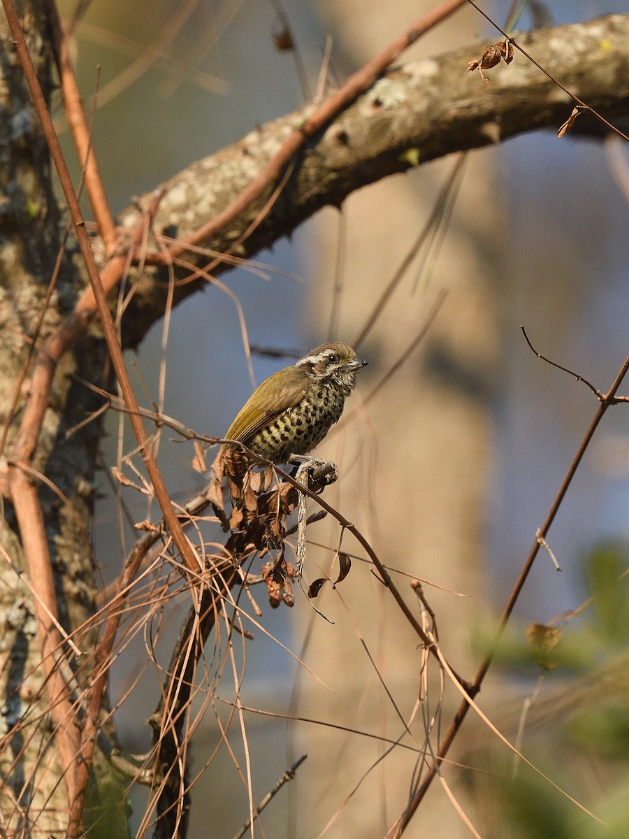 Speckled Piculet - ML618201673