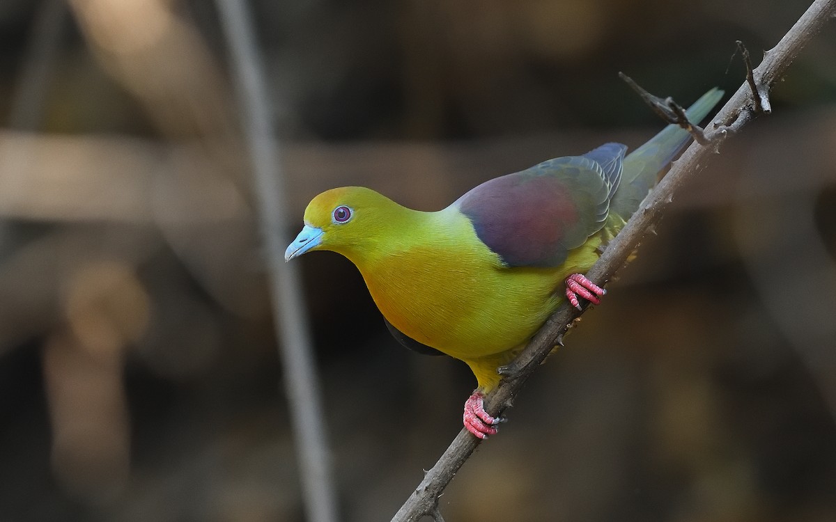Wedge-tailed Green-Pigeon - ML618201716
