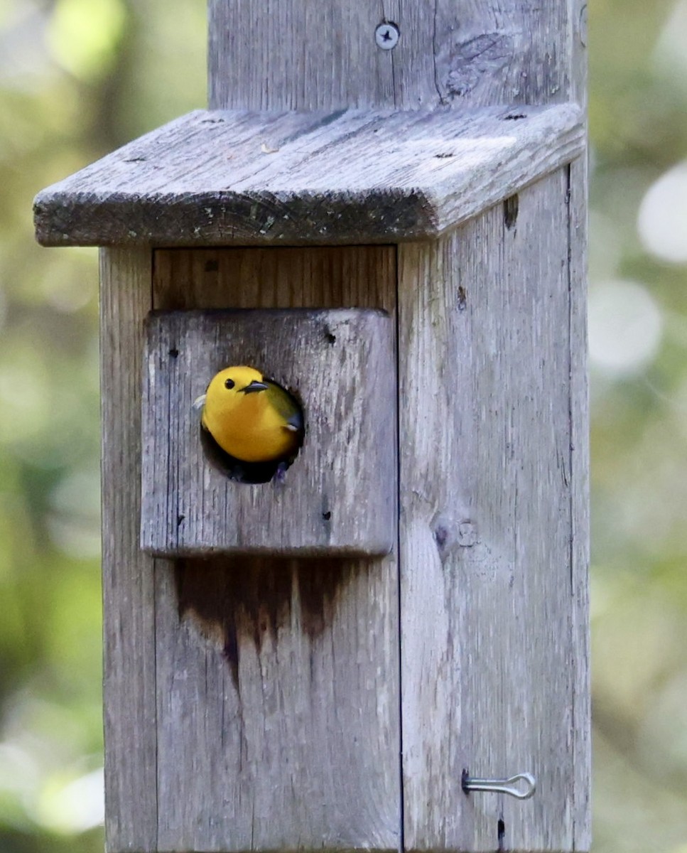Prothonotary Warbler - Patty Rehn