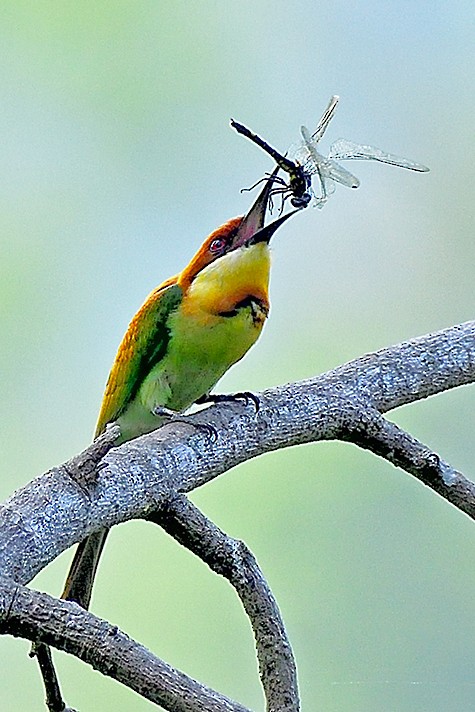 Chestnut-headed Bee-eater - ML618201792