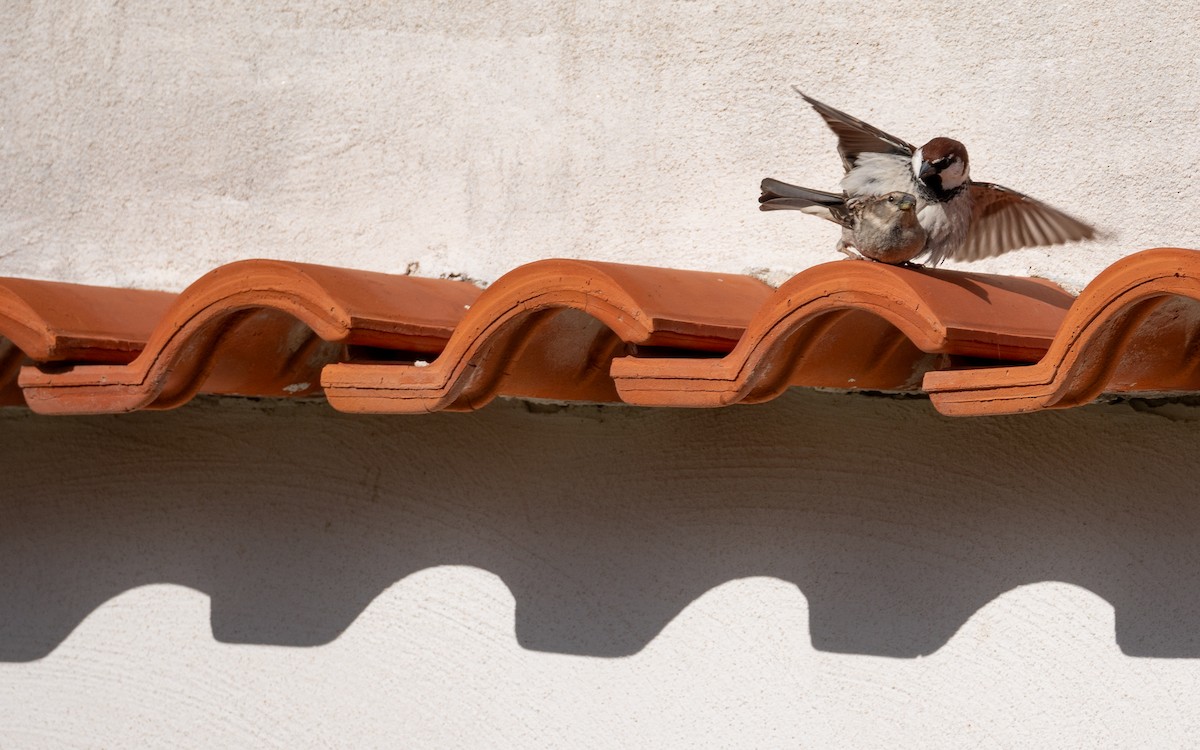 Italian Sparrow - Riccardo Alba