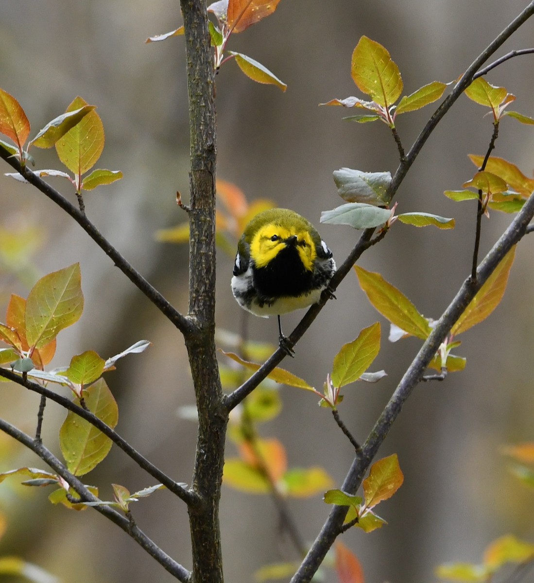 Black-throated Green Warbler - Mike St.Pierre