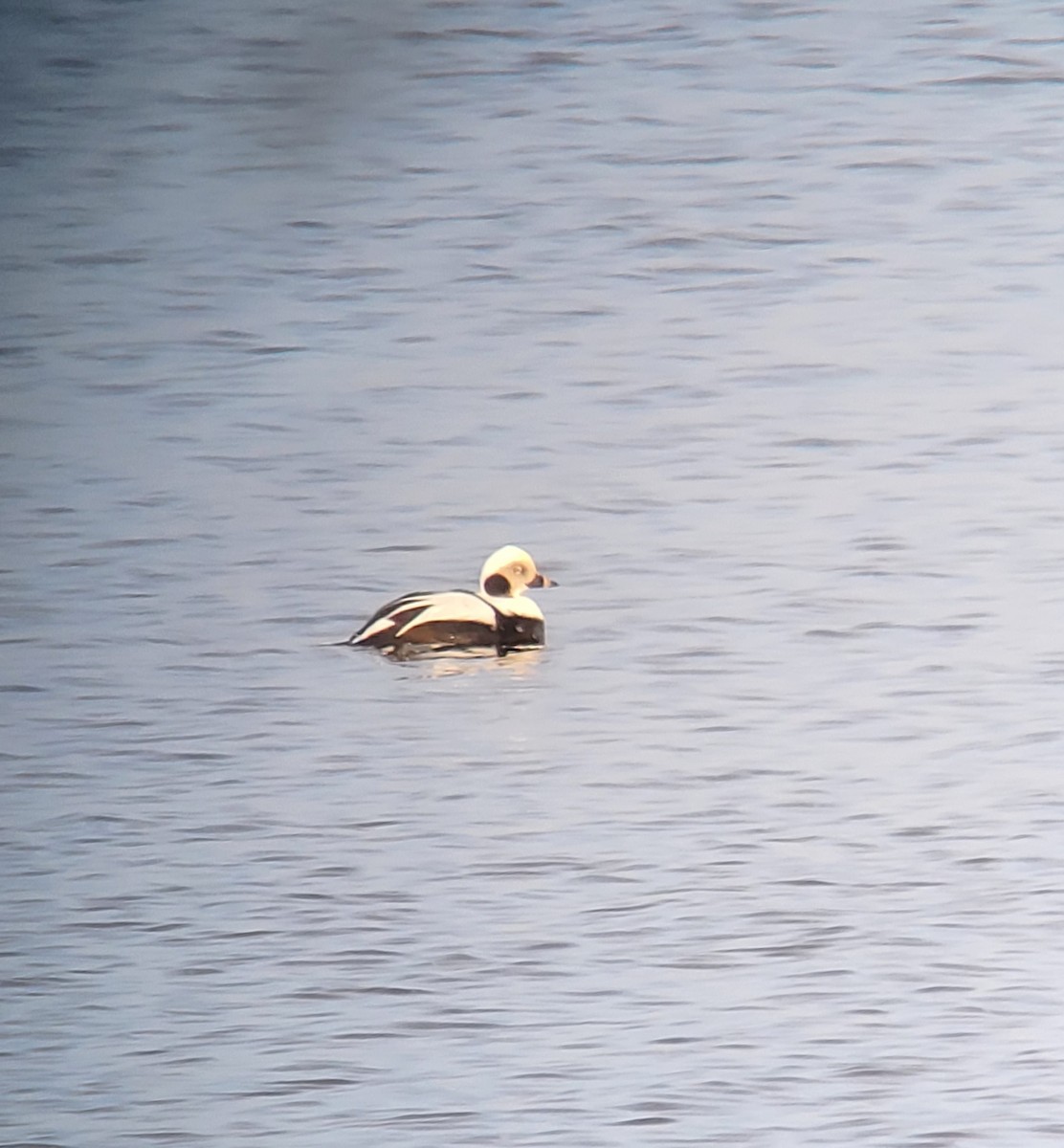 Long-tailed Duck - ML618201864