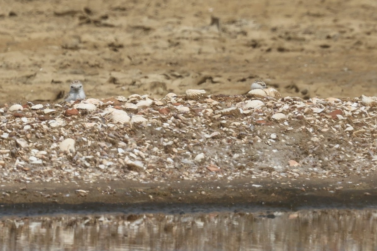 White-faced Plover - Chih-Wei(David) Lin