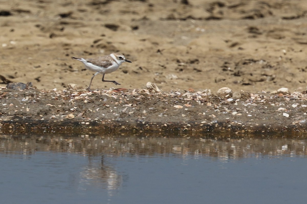 White-faced Plover - Chih-Wei(David) Lin
