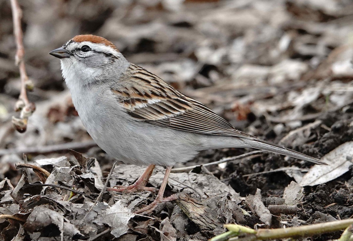 Chipping Sparrow - Jacques Brisson